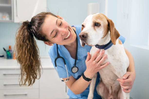 Booko Online Vet Consultation