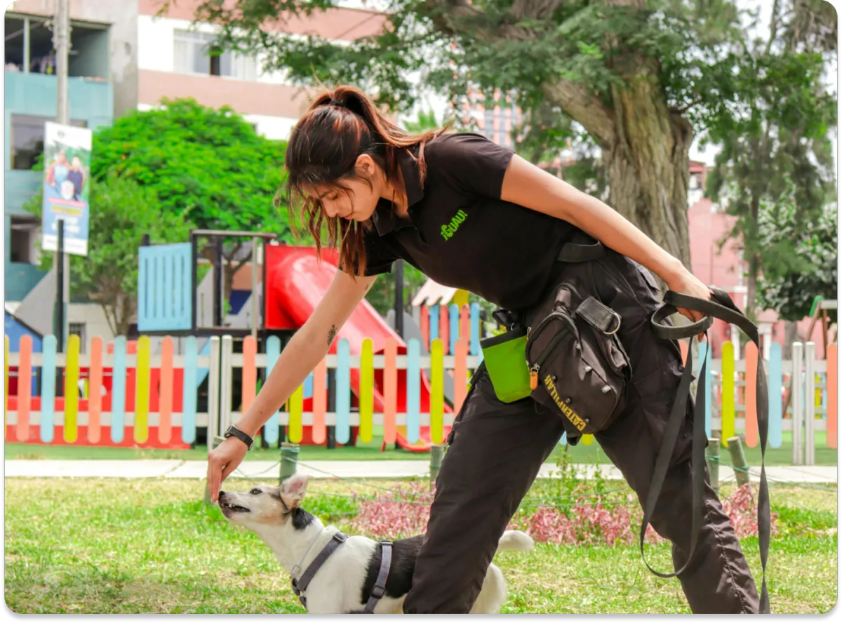 Dog Training Course 100% online and designed for ultimate flexibility