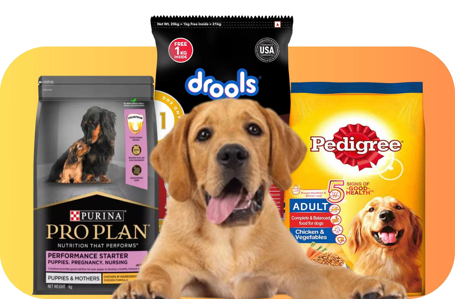 DOG FOOD