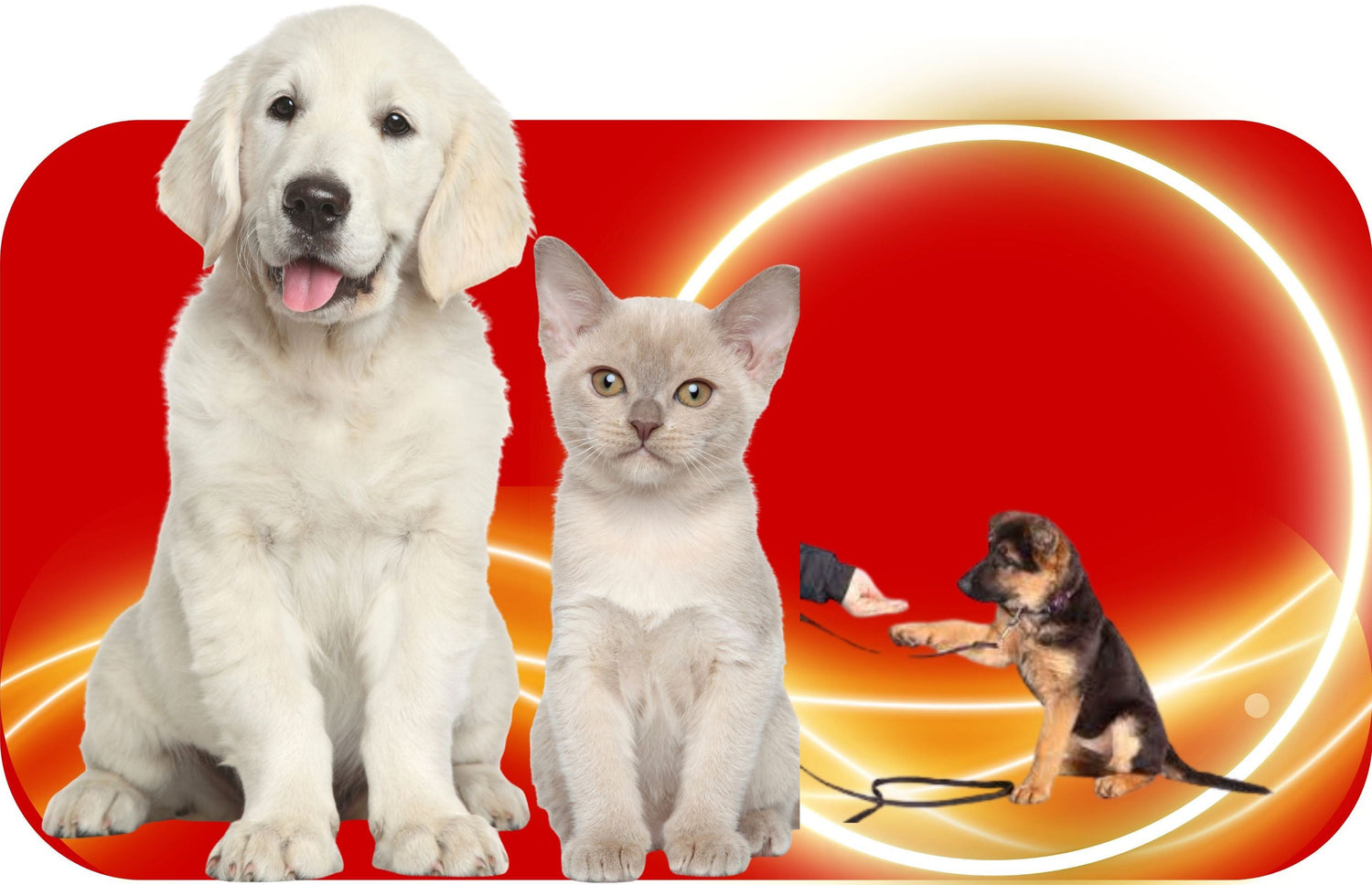 DOG TRAINING