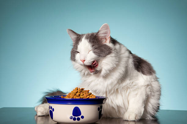 CAT FOOD