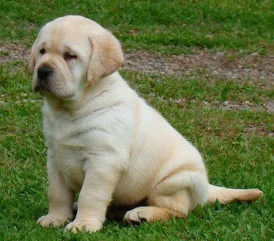 DOG DRY FOOD