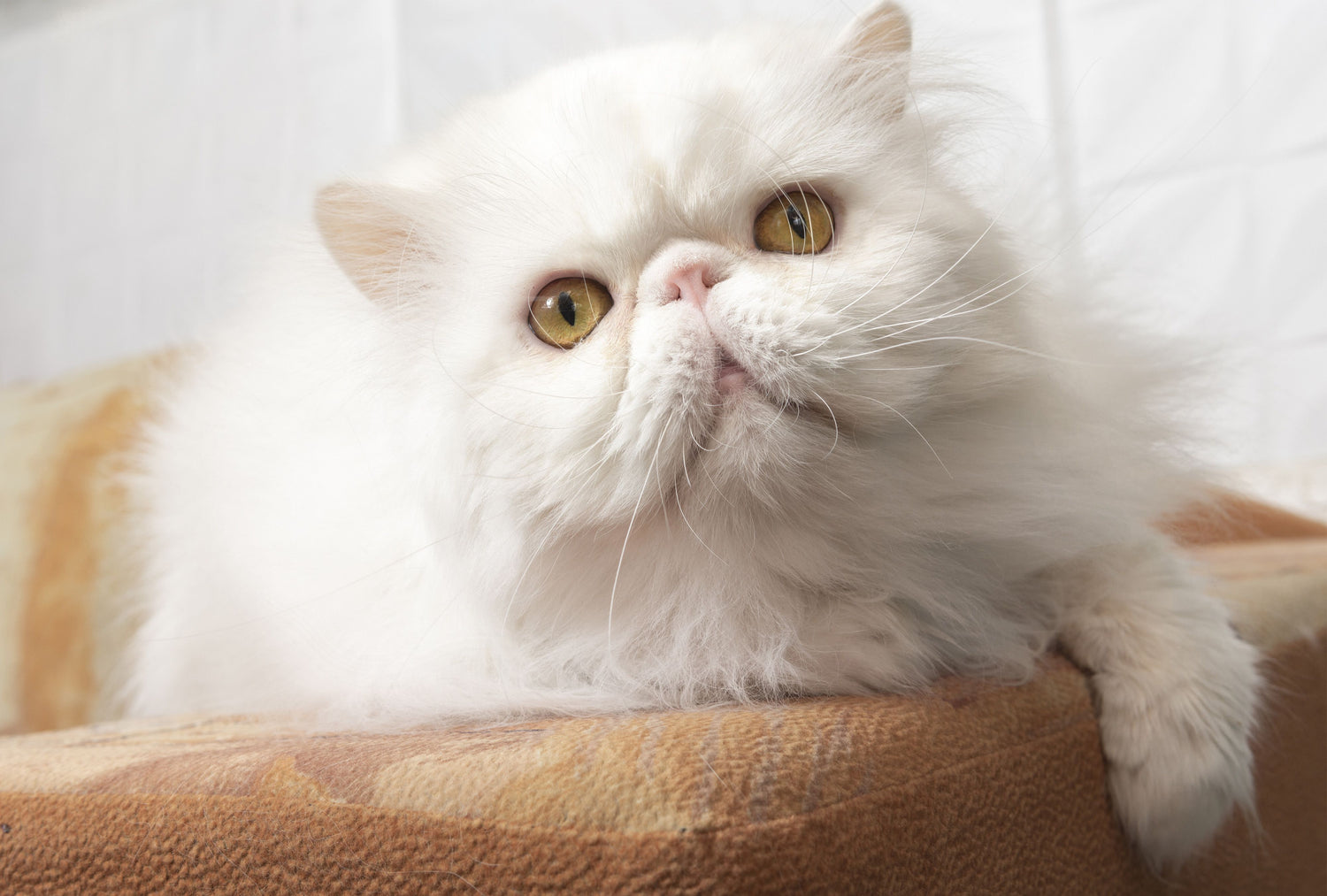 CAT DRY FOOD