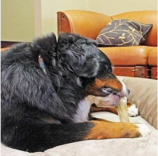 Dog Chew Bone 5 Inches (5") , Dog Treats, Delicious Bones for Small Dogs (PUPPY & ADULT)