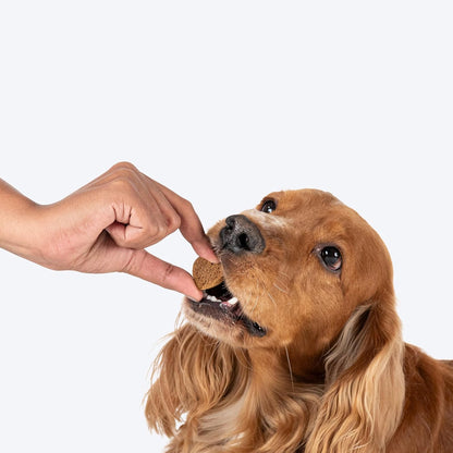 Healthy Dog Biscuit | Biscuits for Adult Dogs & Puppies | Chicken Biscuits, Protein-Rich & Gluten-Free | No Artificial Preservatives