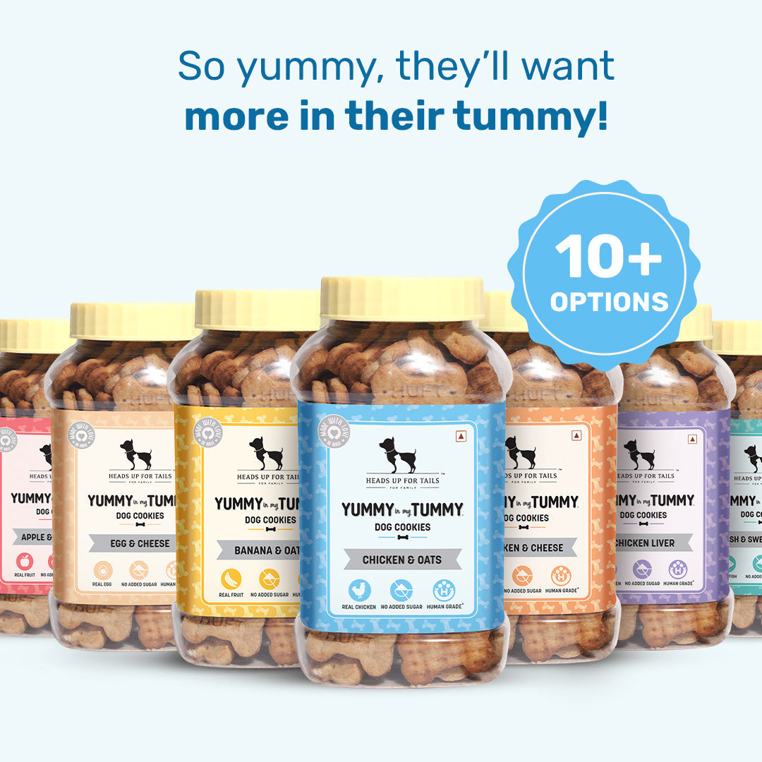 Yummy in my Tummy Chicken & Oats Dog Biscuits 320gm