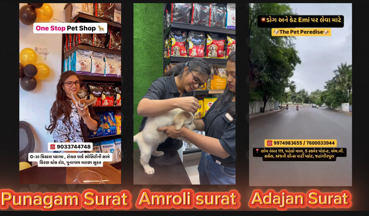 Load video: 🎥 One Stop Pet Shop – Surat Branch Tour 🐾Welcome to a behind-the-scenes look at One Stop Pet Shop, Surat’s trusted destination for all things pet-related! In this video, we take you on a tour of our three vibrant branches located across the city:📍 Amroli Branch – Nestled in the heart of Amroli, this location offers a wide range of pet supplies, grooming services, and expert care for your furry companions. Add : S-3 HARIOM APPARTMENT NEAR SAHKARI MANDLI AMROLIGAM AMROLI SURAT -394107 FOR MORE INFO CALL @ 9033744748📍 Punagam Branch – A cozy and welcoming space for pet lovers in Punagam, featuring premium products and personalized service. Add : G-39 CRYSTAL PLAZA NEAR KIRAN CHOWK OPP DEVI DARSHAN SOC PUNAGAM SURAT -395010 FOR MORE INFO CALL @ 7048777710📍 Adajan Branch – Our newest and most spacious outlet, designed to provide a luxurious experience for pets and their owners alike.Add : 111, 5-SQUARE POINT NEAR MV CIRCLE OPP ANJANI PARTY PLOT JHANGIRPURA, ADAJAN SURAT- 395005  FOR MORE INFO CALL @ 9974983655🐶🐱 Whether you&#39;re looking for nutritious food, stylish accessories, or professional grooming, each branch is staffed with passionate pet experts ready to help. Come visit us and see why we’re Surat’s favorite pet shop!
