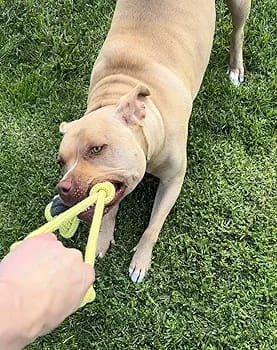 Durable Tennis Ball Cotton Rope Toy with Handle for Playing Dogs