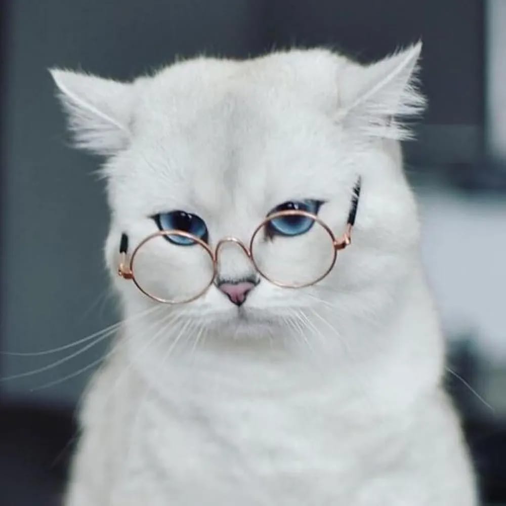 Cat Sunglasses, Classic Retro Round Metal Prince Princess Sunglasses,Photo Props Toys,Puppy Cat Teacher Bachelor Cosplay Glasses for Small Dog Cat