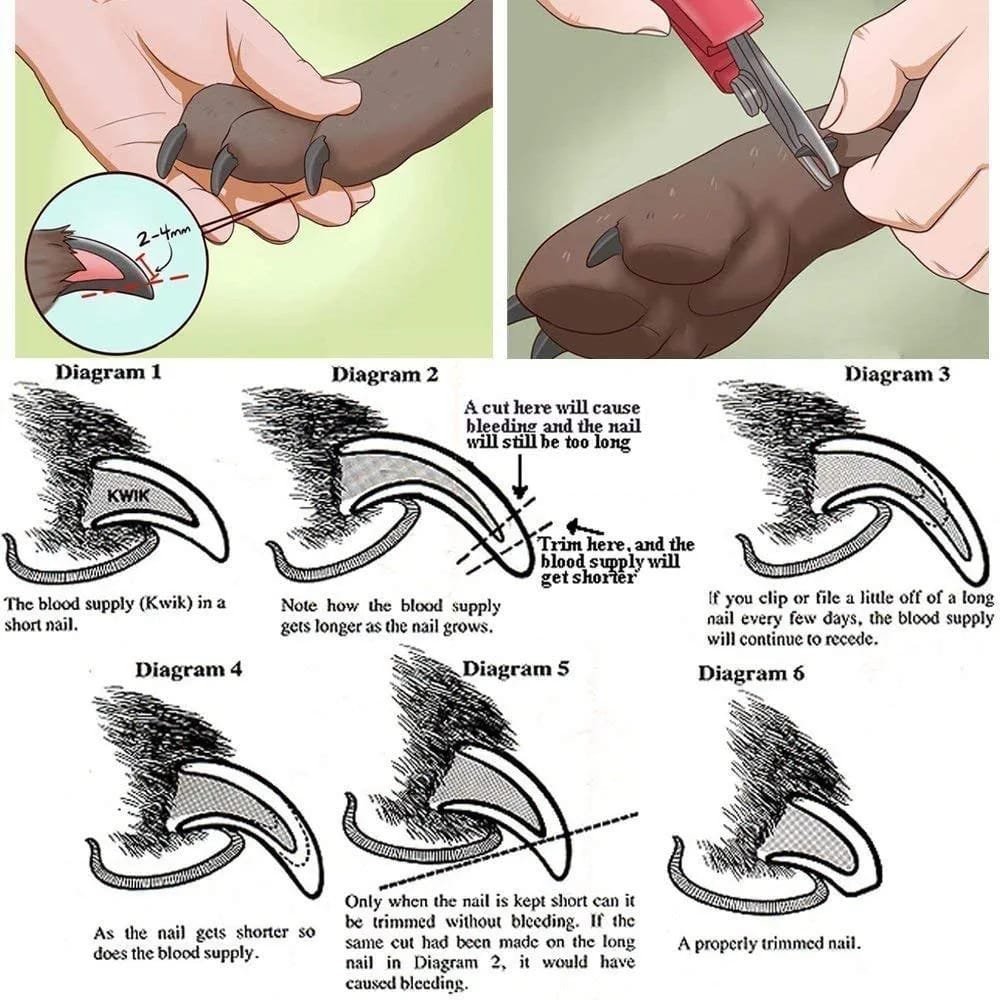 Dog Nail Clippers | Easy & Safe To use | Quality Sharp Stainless Steel Blades with Safety Guard | Dog Nail Cutters Designed By Vets | Medium To Large Dogs | Ergonomically designed handle for maximum grip and comfort | Dog Nail Trimmers