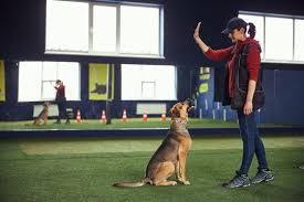 Dog Training Course  100% online and designed for ultimate flexibility